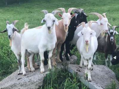 Kiko Goat Bucklings For Sale