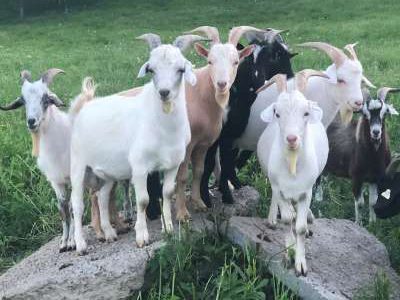 Little Platte Farm Kiko Goats For Sale - Smithville, MO