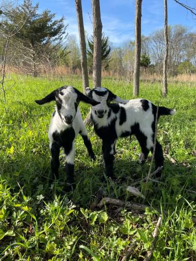 Twin Kiko Goats