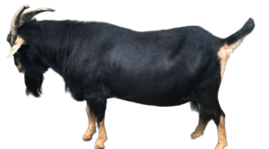 Zeus Kiko Goats For Sale