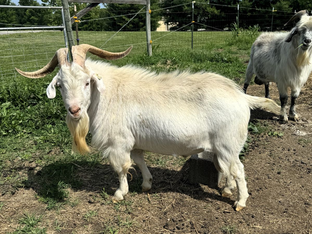 LIT Resistol's Major Deal - AKGA Registered Kiko Goat